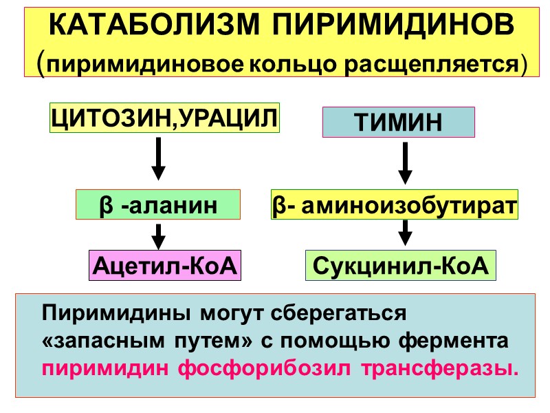 КАТАБОЛИЗМ ПИРИМИДИНОВ (пиримидиновое кольцо расщепляется)    Пиримидины могут сберегаться «запасным путем» с